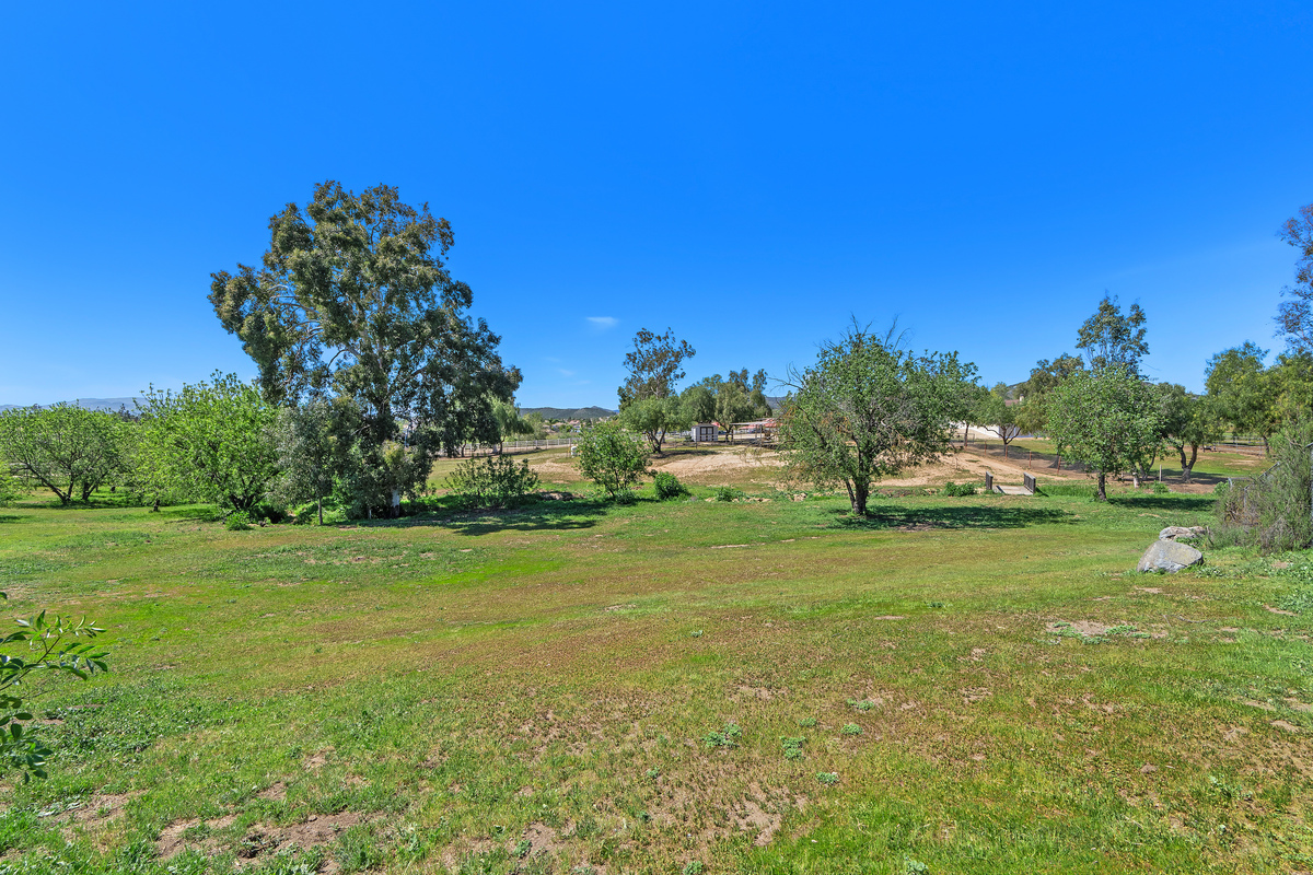 Open grassy fields with mature walnut trees