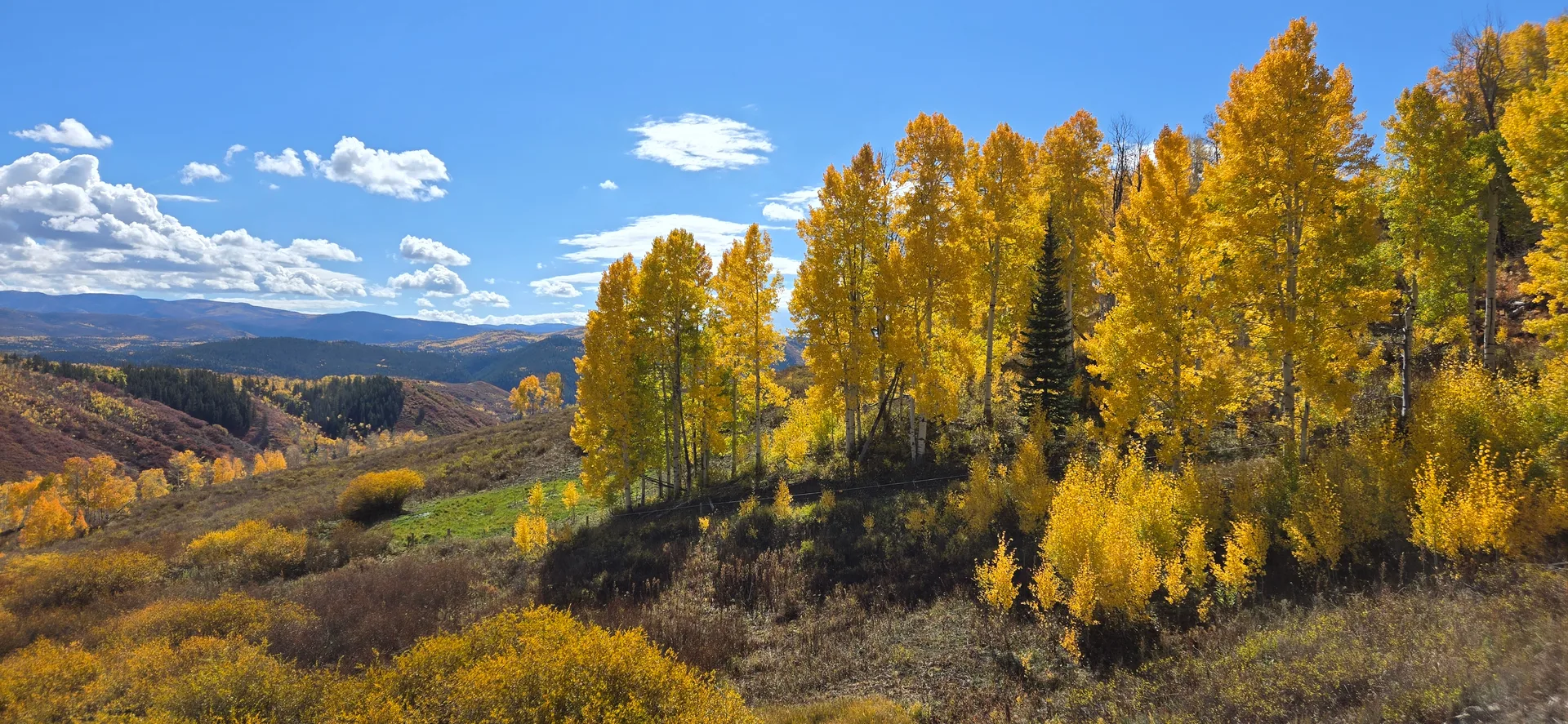 Aspen trees in peak autumn foliage near Clark, Colorado