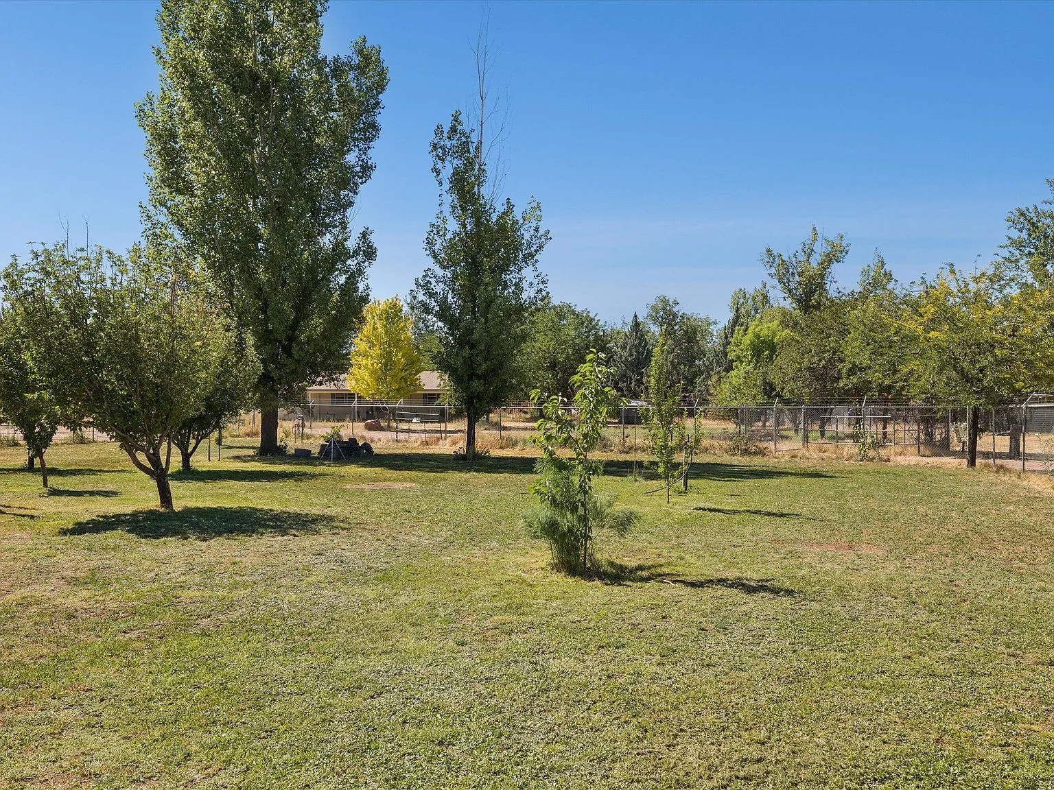 Expansive backyard with mature fruit trees
