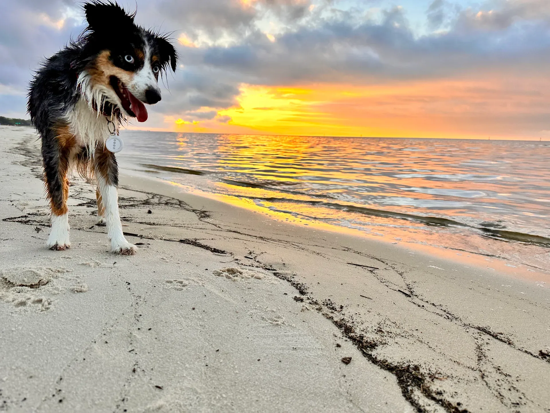 Brizzie, one of Judy's Mini Aussies, at Gulfport Beach at sunrise with golden light over the water