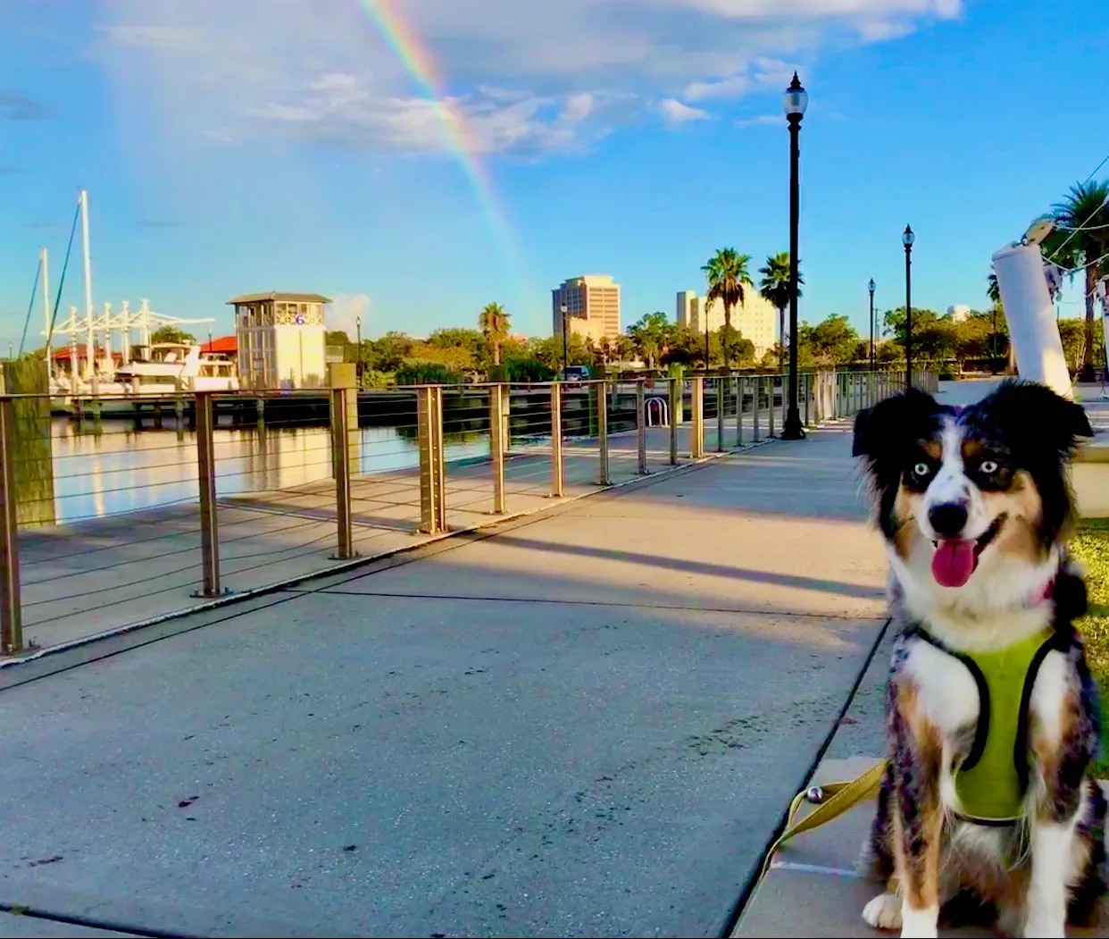 Brizzie at the Gulfport Marina after a rain with a rainbow overhead