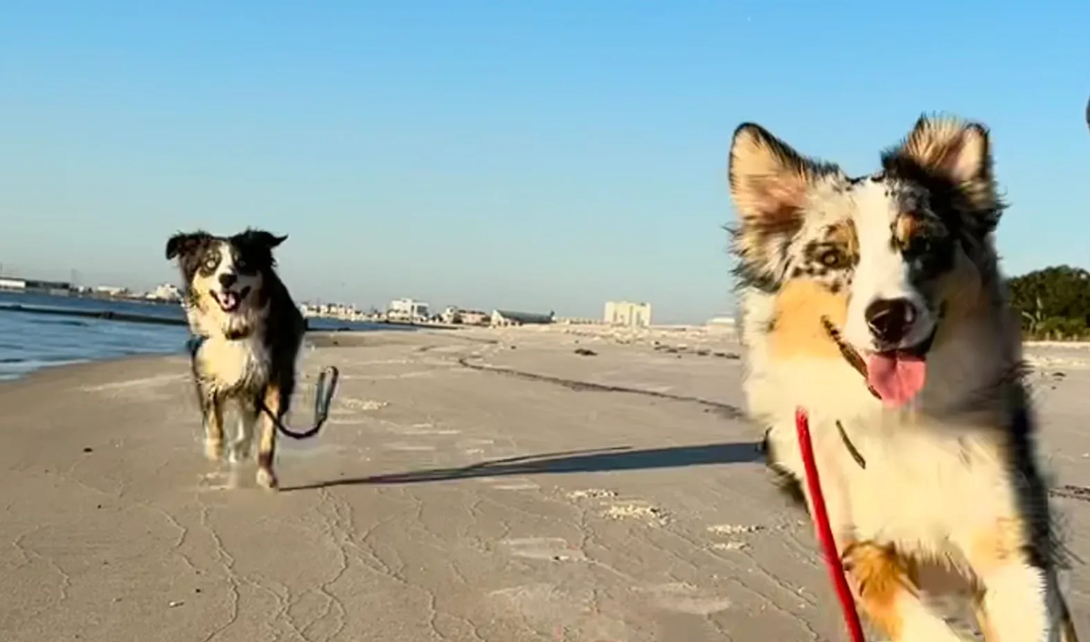 Ash and Brizzie, Judy's two Mini Aussies, running together on a Gulfport beach