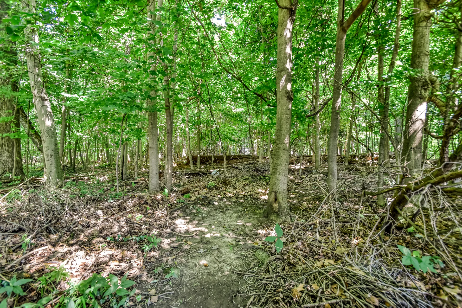 Mature wooded backyard behind the property