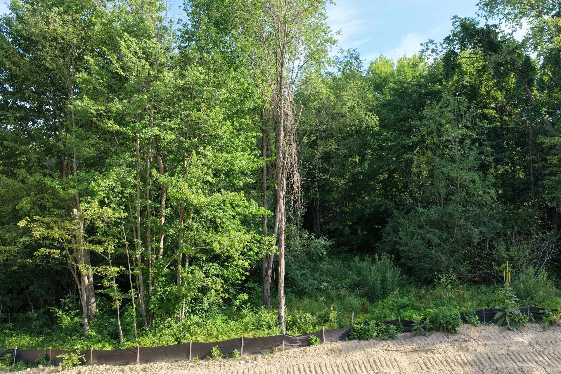 Drone view of a wooded lot backyard at Oaks of Tyrone with dense tree line and natural clearing in Livingston County