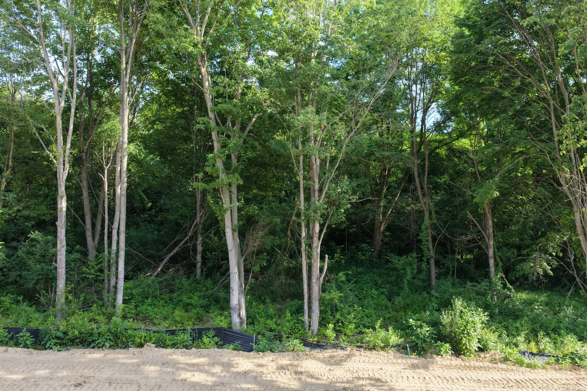 Aerial view of the wooded property edge at Oaks of Tyrone where lots meet the natural preserve boundary