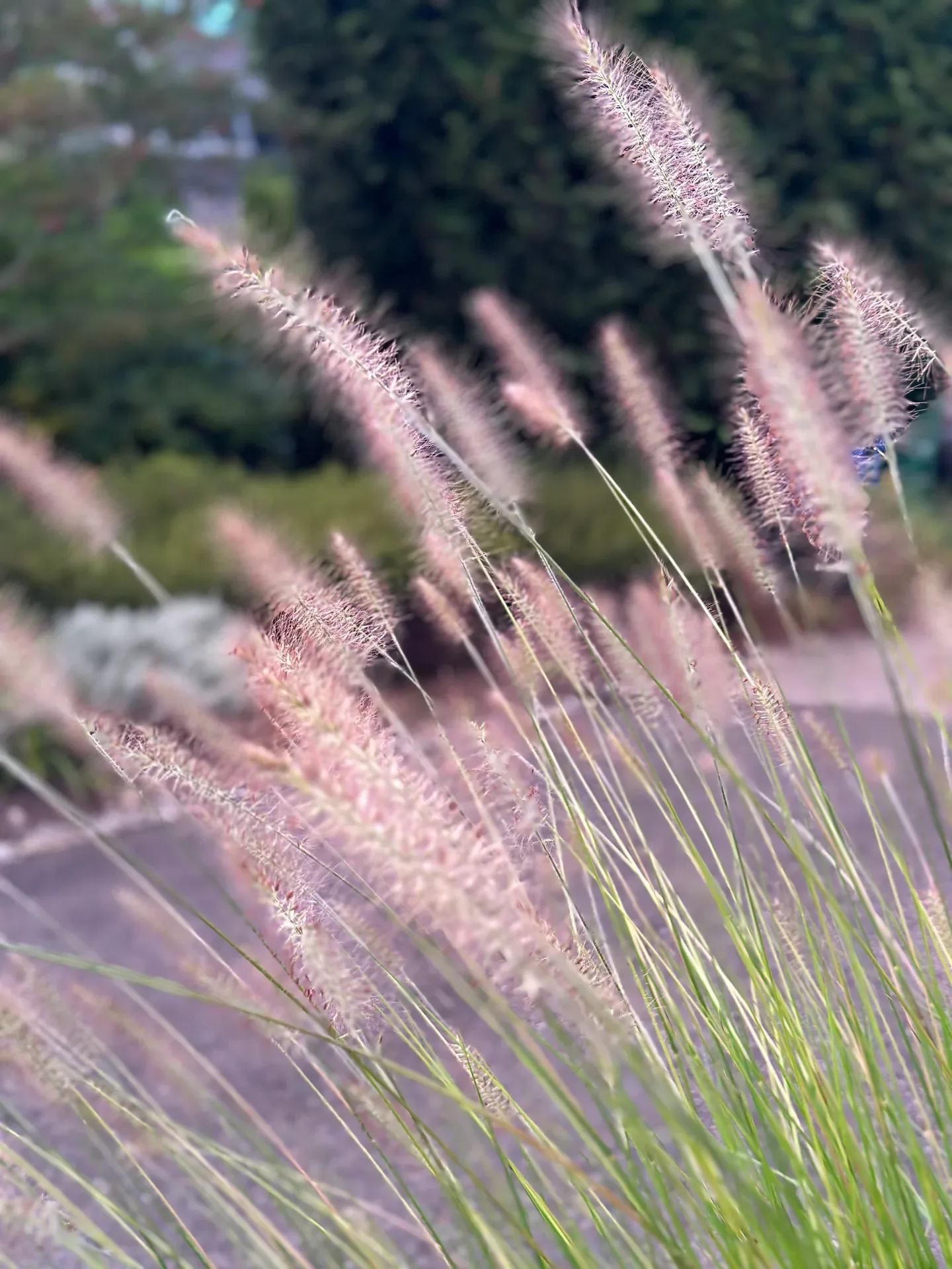 Ornamental garden grass with feathery plumes backlit by soft summer light