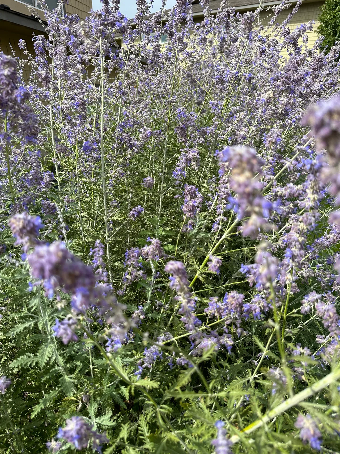 Cluster of purple lavender flowers in full bloom against a soft green background