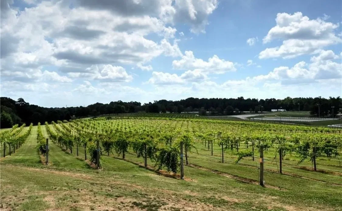 Rows of grapevines at Chateau Elan winery in Braselton Georgia during the fall harvest season