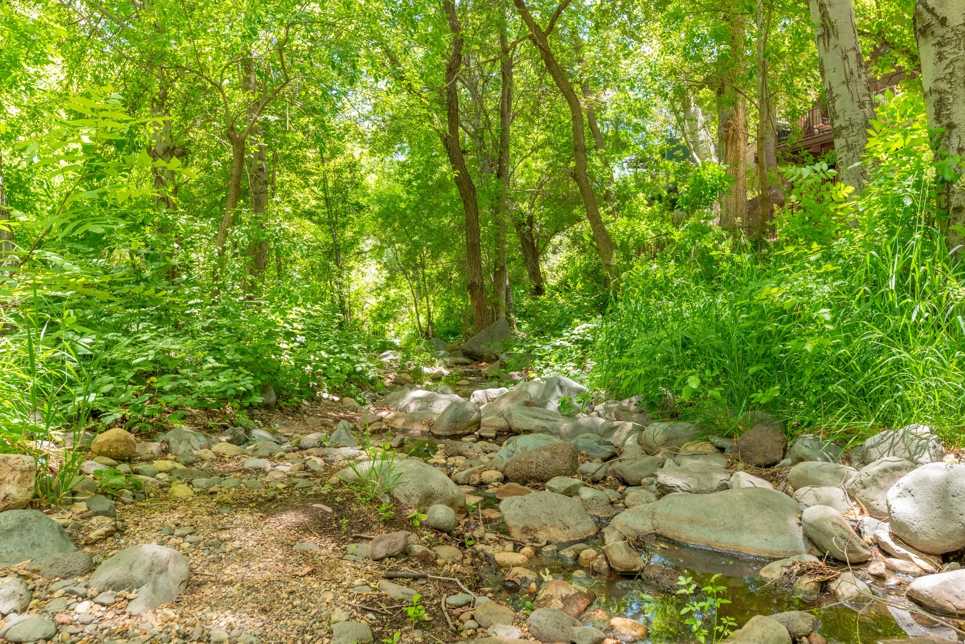 Wooded creek bed with lush green foliage and tall trees