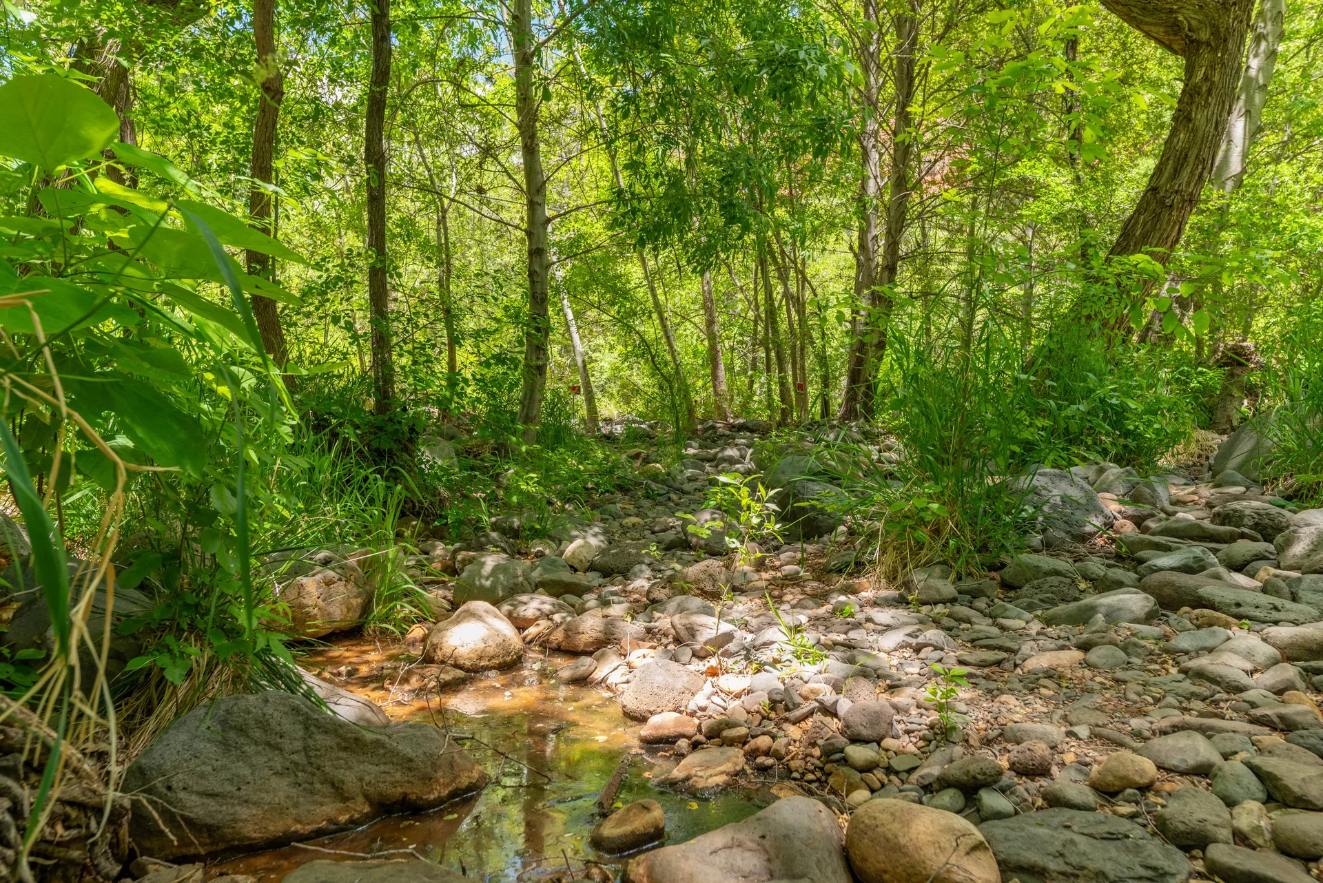 Forested creek bed with large rocks and shallow stream