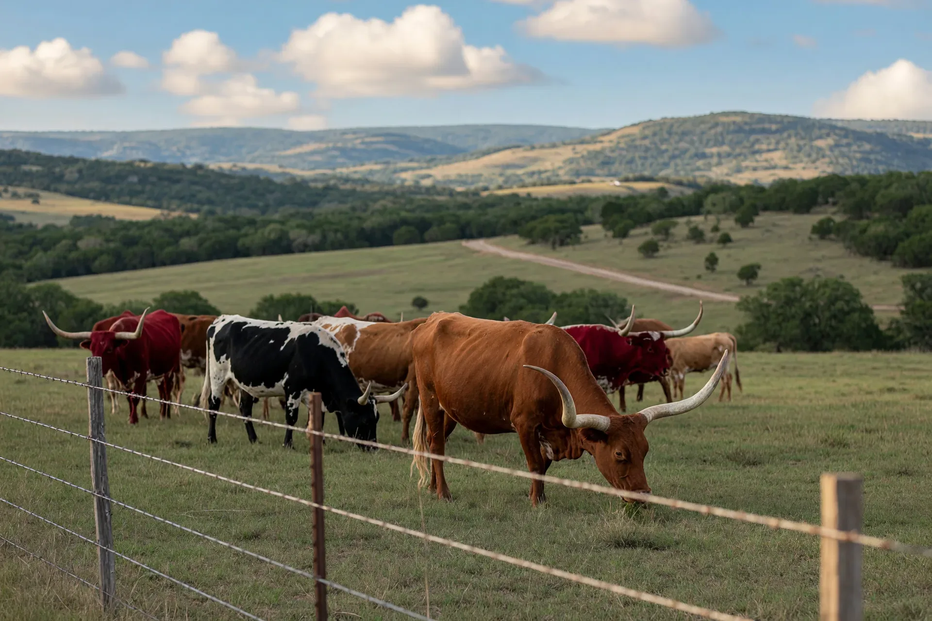 Texas longhorn cattle grazing in a Hill Country pasture with barbed wire fence