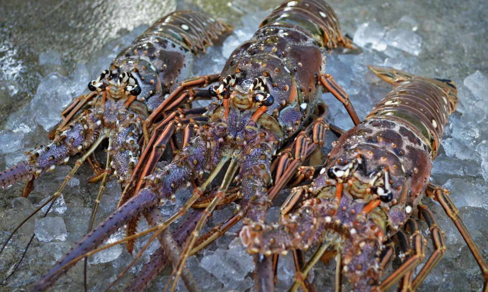 Fresh Florida spiny lobsters on ice during lobster season in the Keys