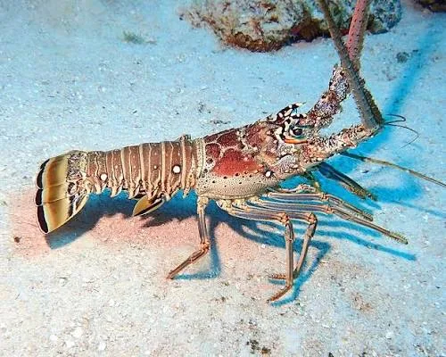 Spiny lobster hiding under a coral ledge in the Florida Keys
