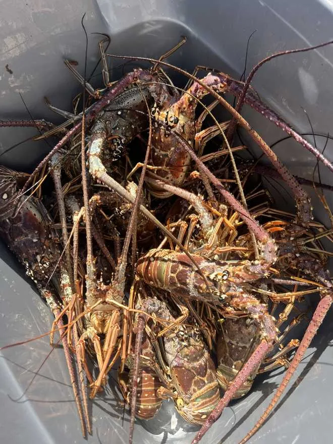 Bucket full of freshly caught Florida spiny lobsters