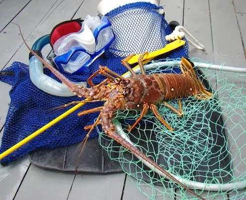 Lobster diving gear ready for Florida Keys lobster season