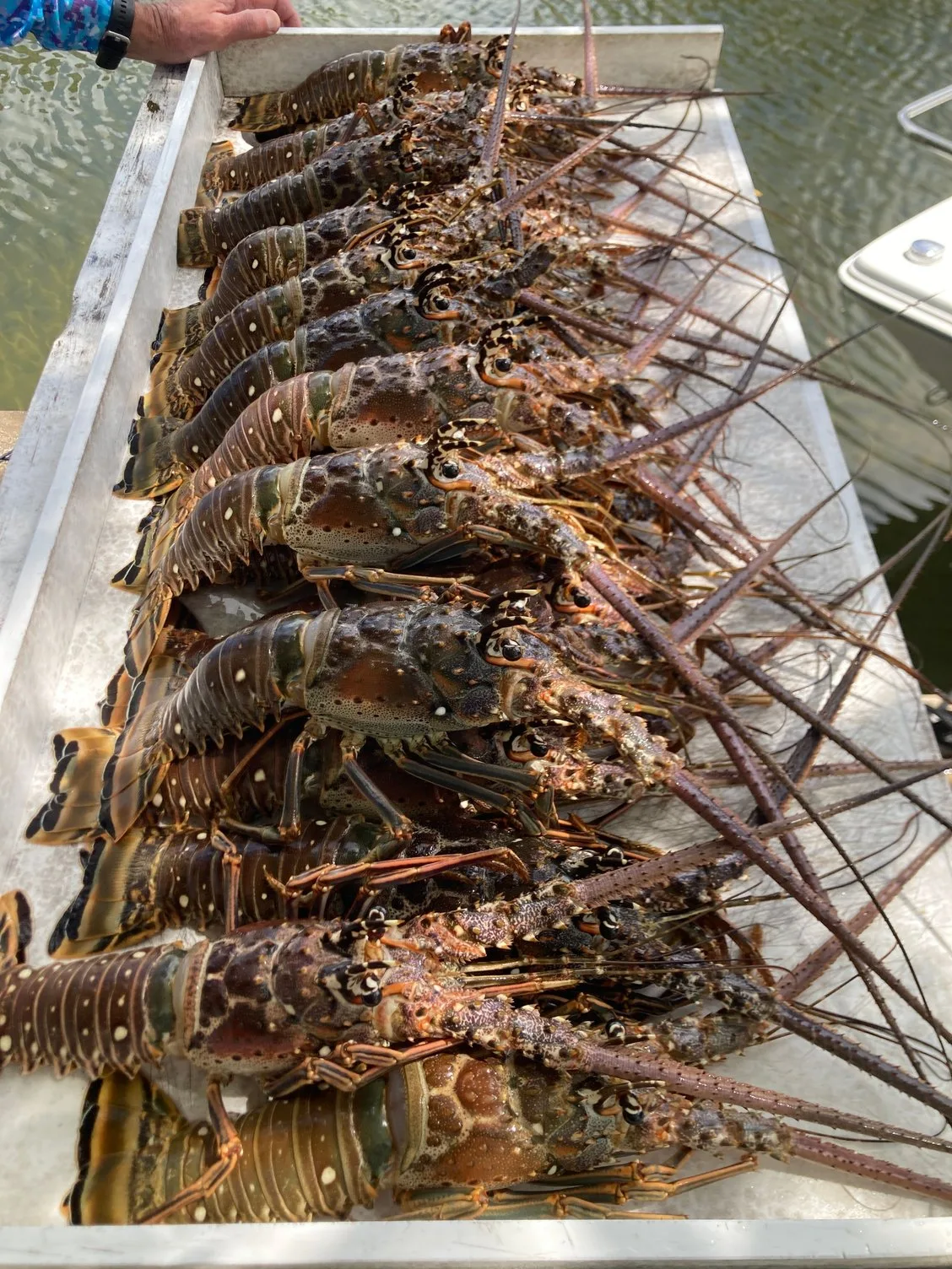 Fresh Florida spiny lobster catch ready for a Keys restaurant
