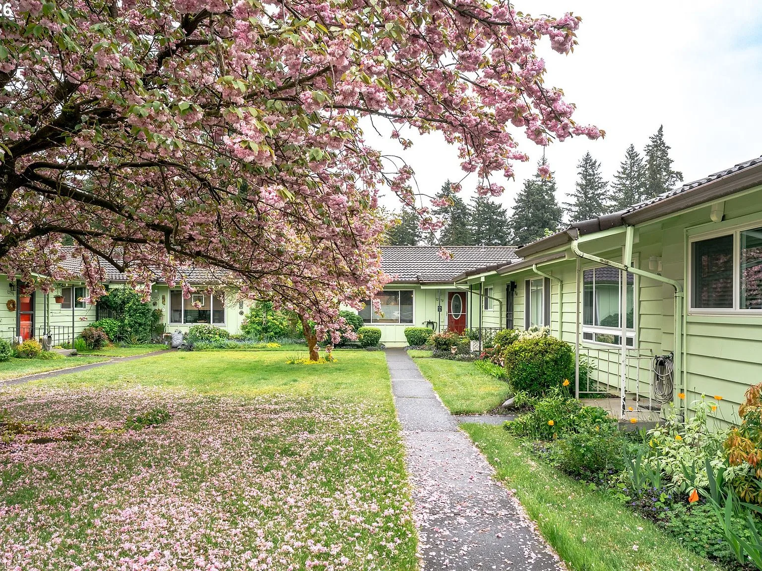 Courtyard of the condo community with a blooming cherry tree