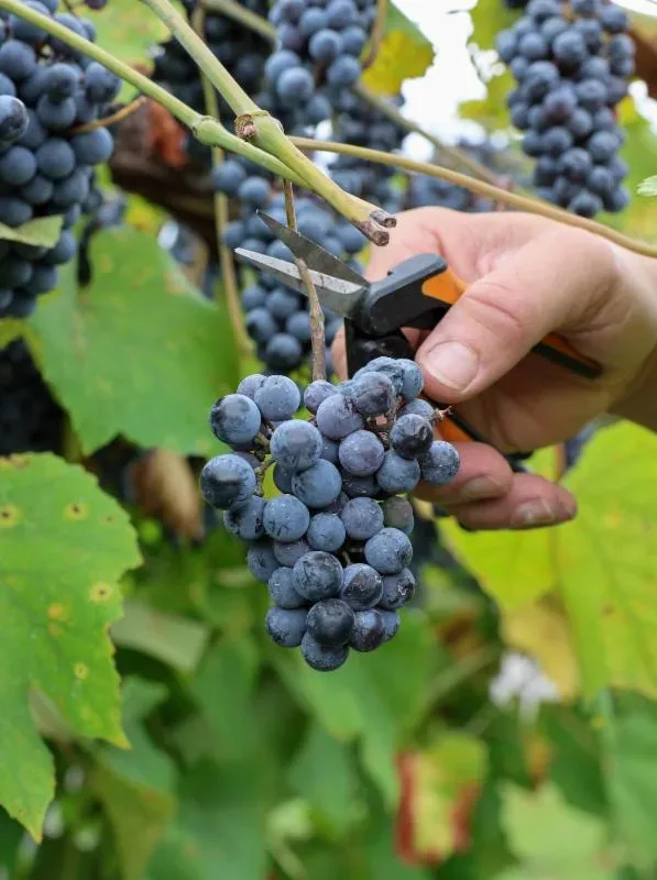 Hand harvesting dark grapes from the vine at Chateau Elan vineyard in Braselton Georgia