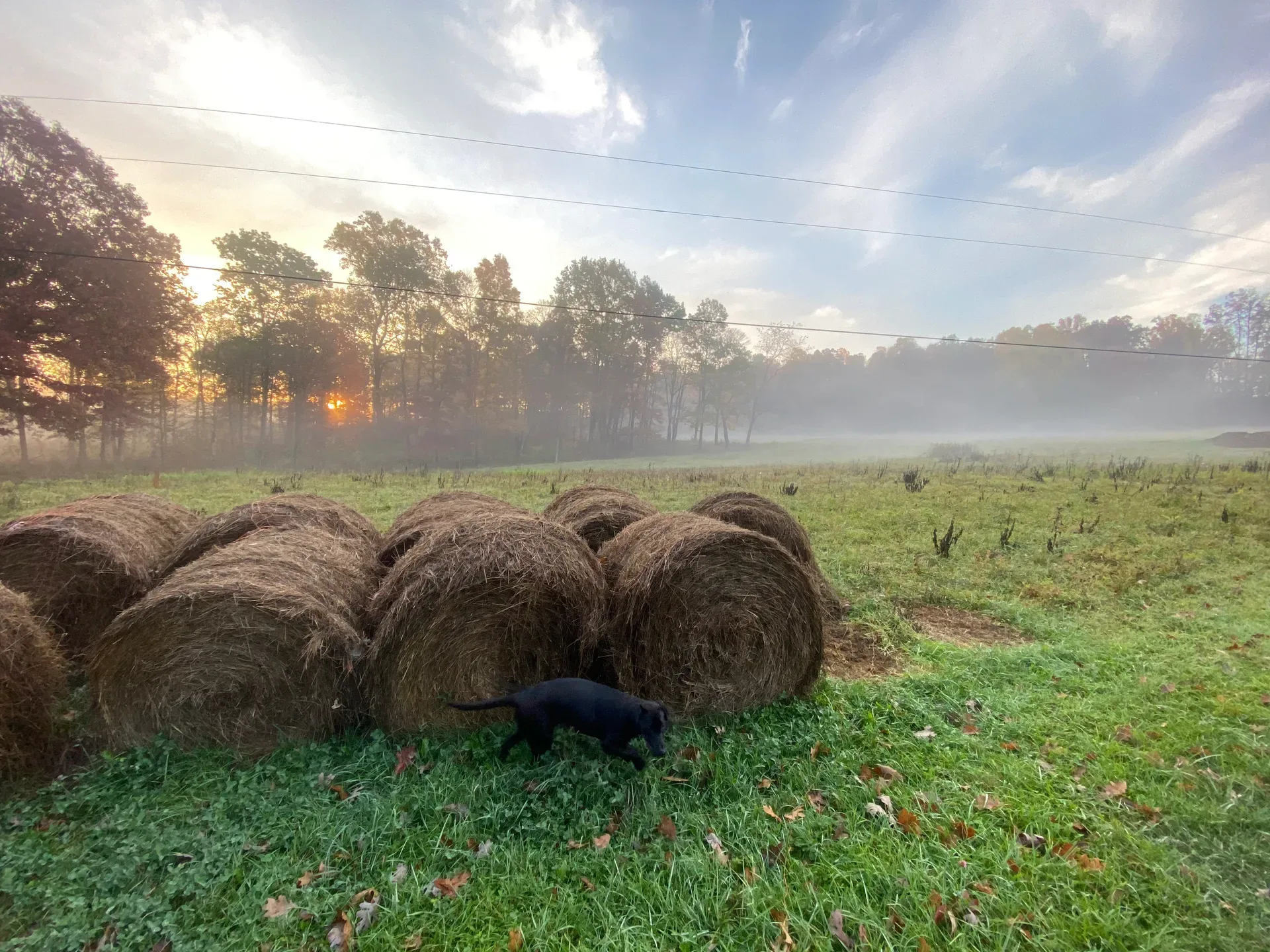 Hay bales in a golden field at sunrise with a dog enjoying the peaceful morning in rural Indiana County