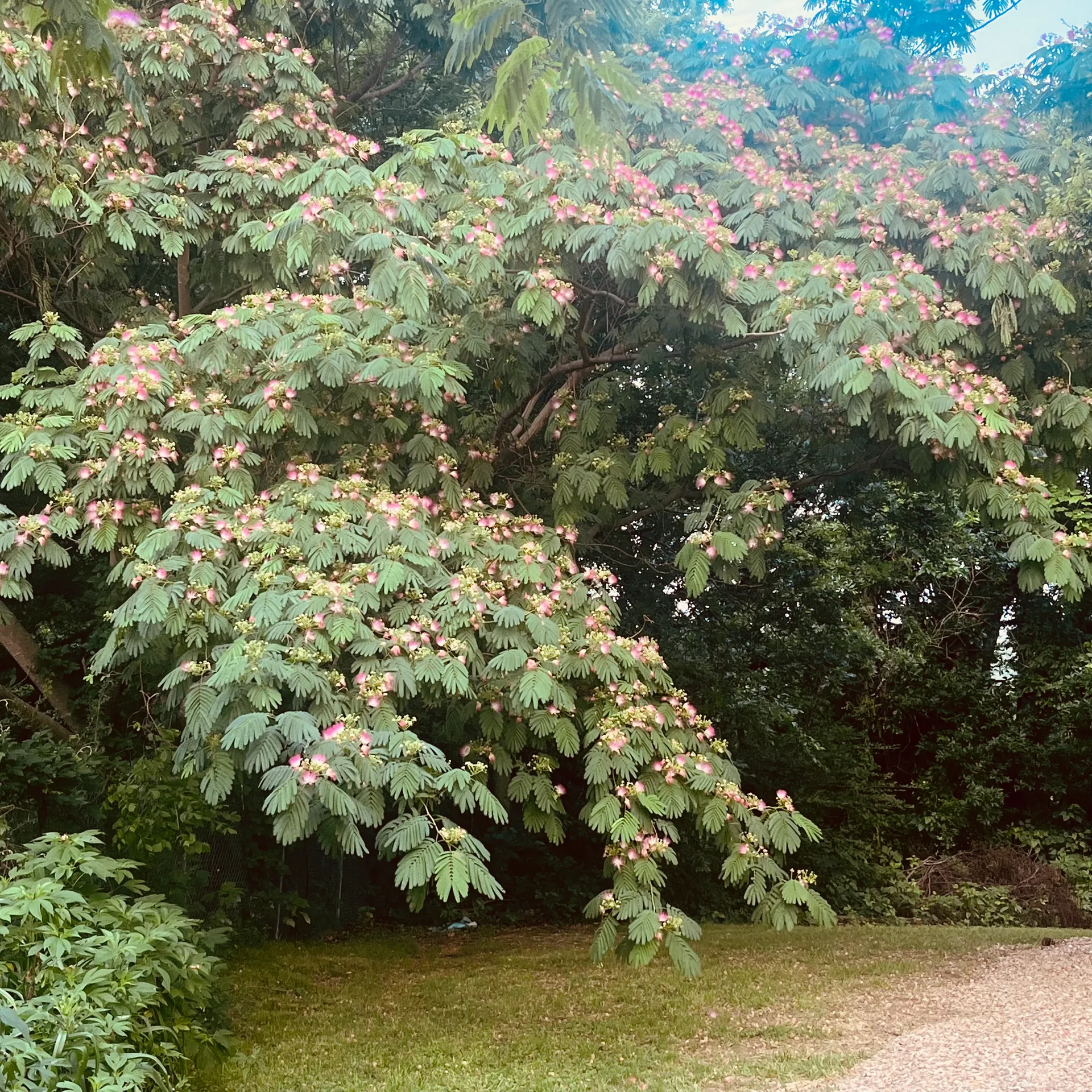 Mature mimosa tree in full bloom on the property, surrounded by lush green canopy
