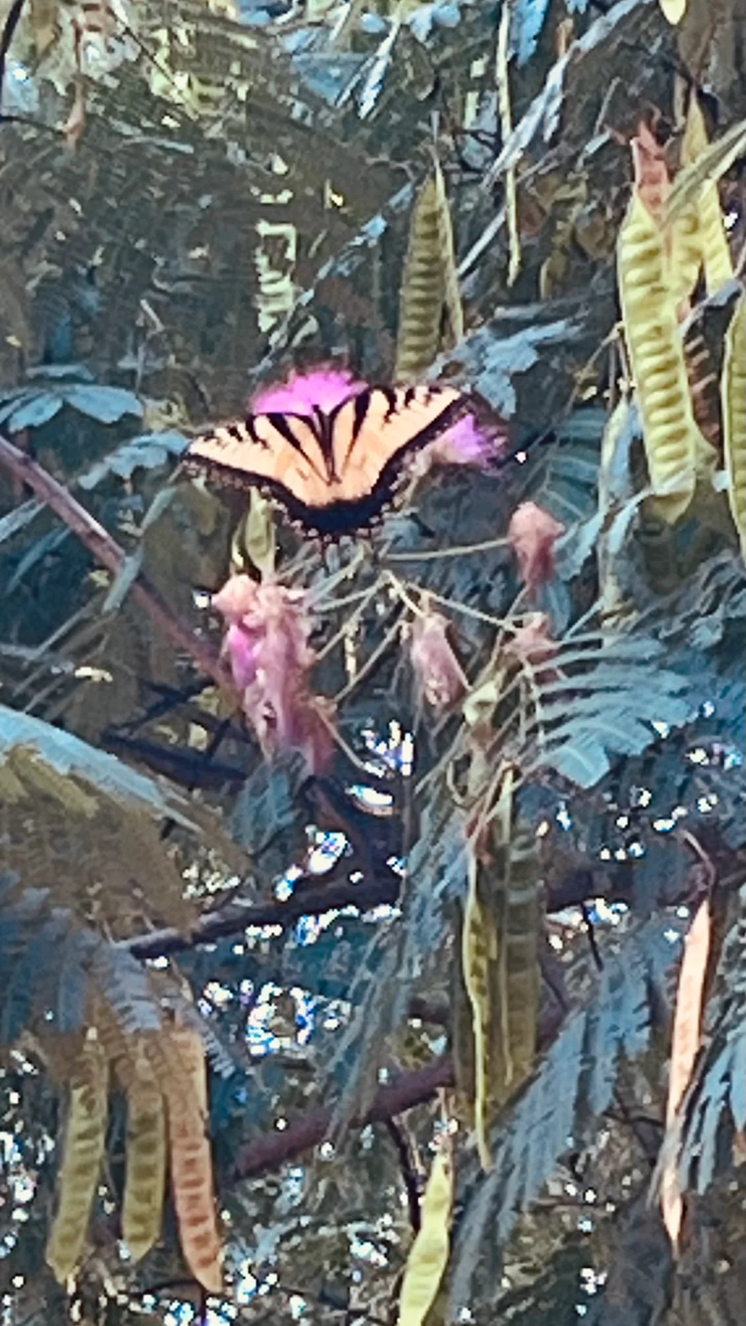 A butterfly resting on a tree branch on the property, a small detail of the natural charm