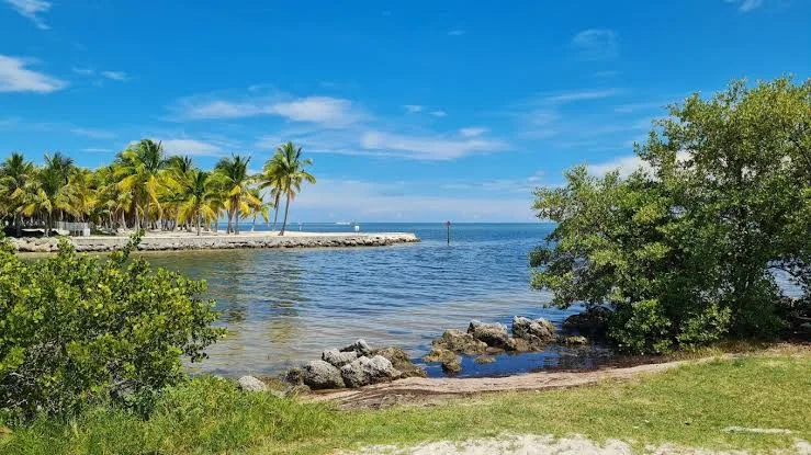Coastal waterfront view in the Florida Keys with palm trees, shoreline, and open ocean under a bright blue sky