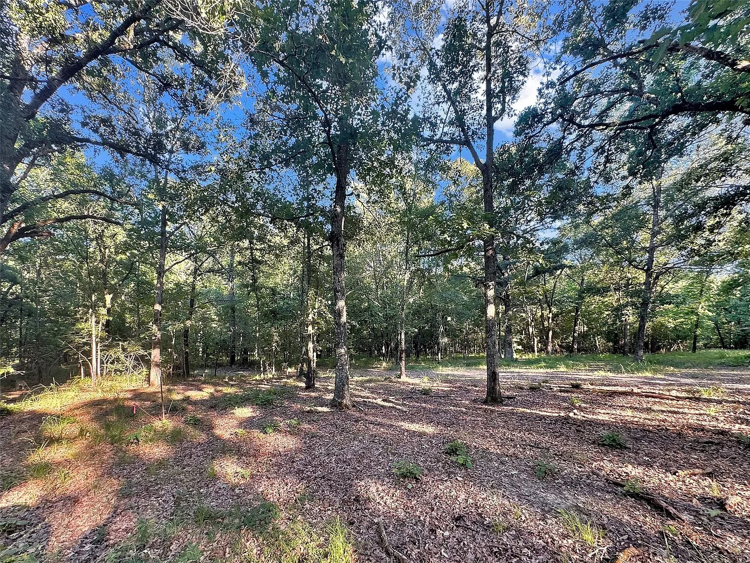Heavily wooded forest with mature timber and dappled sunlight