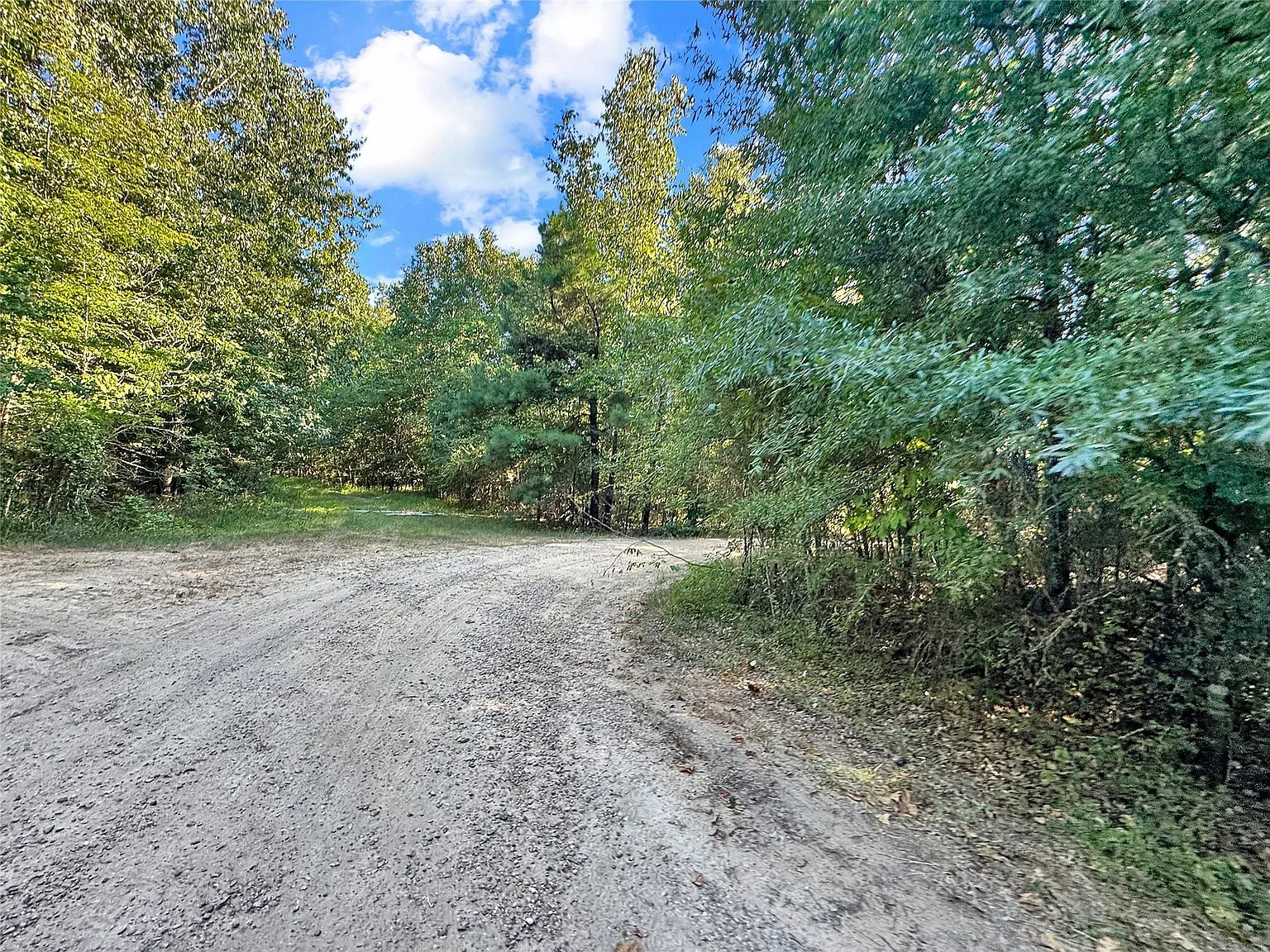 Fork in a dirt road within wooded area