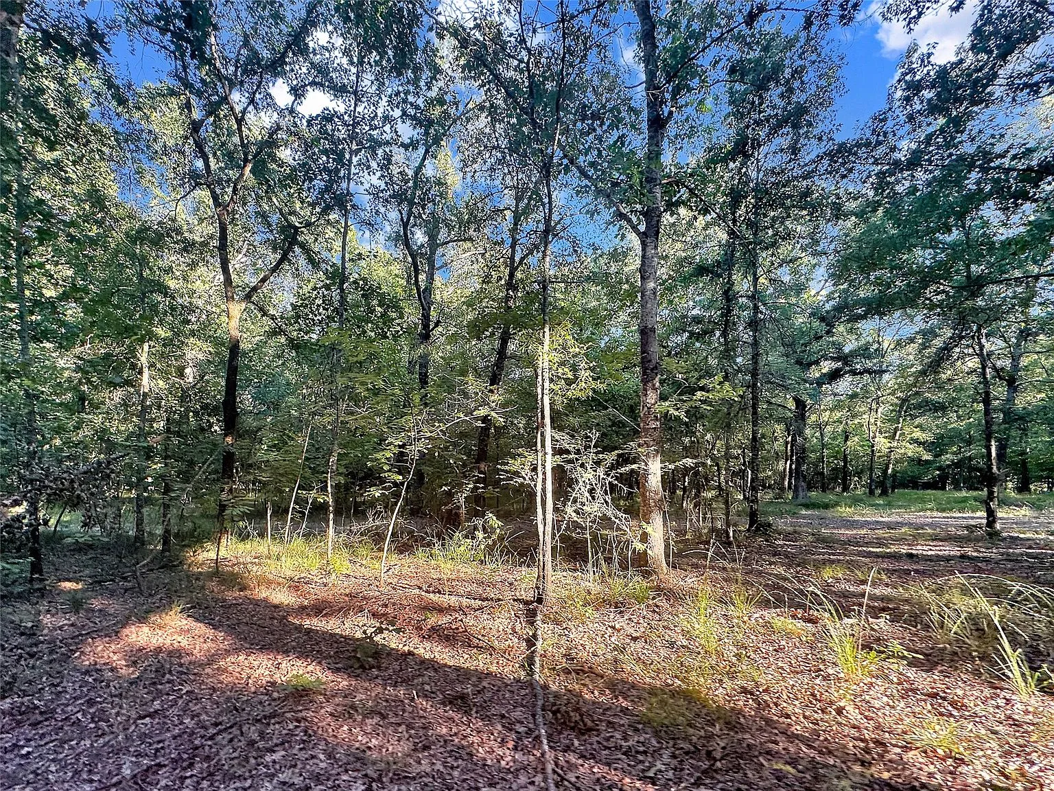 Wooded property with mature timber and filtered sunlight