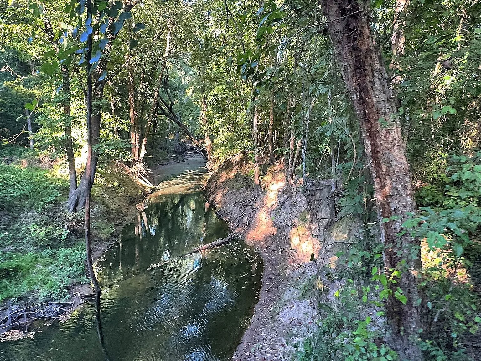Creek access area with dense forest and mature trees