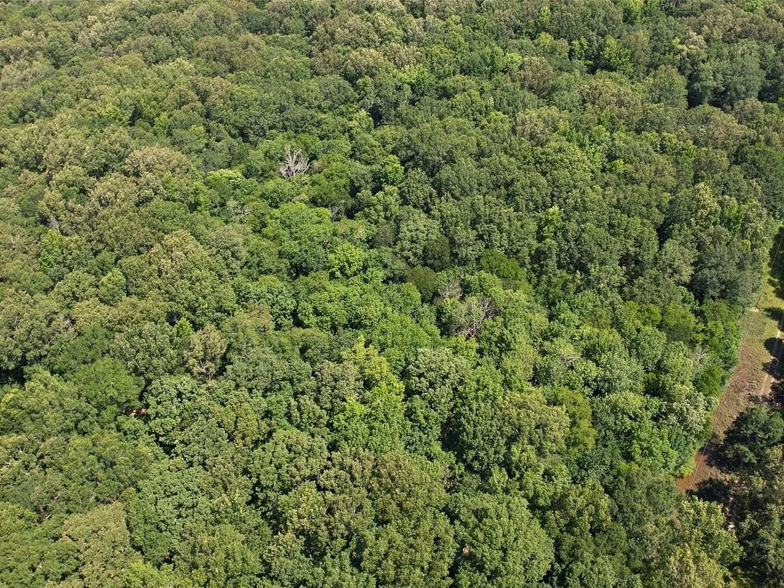 Aerial looking down over dense mature timber
