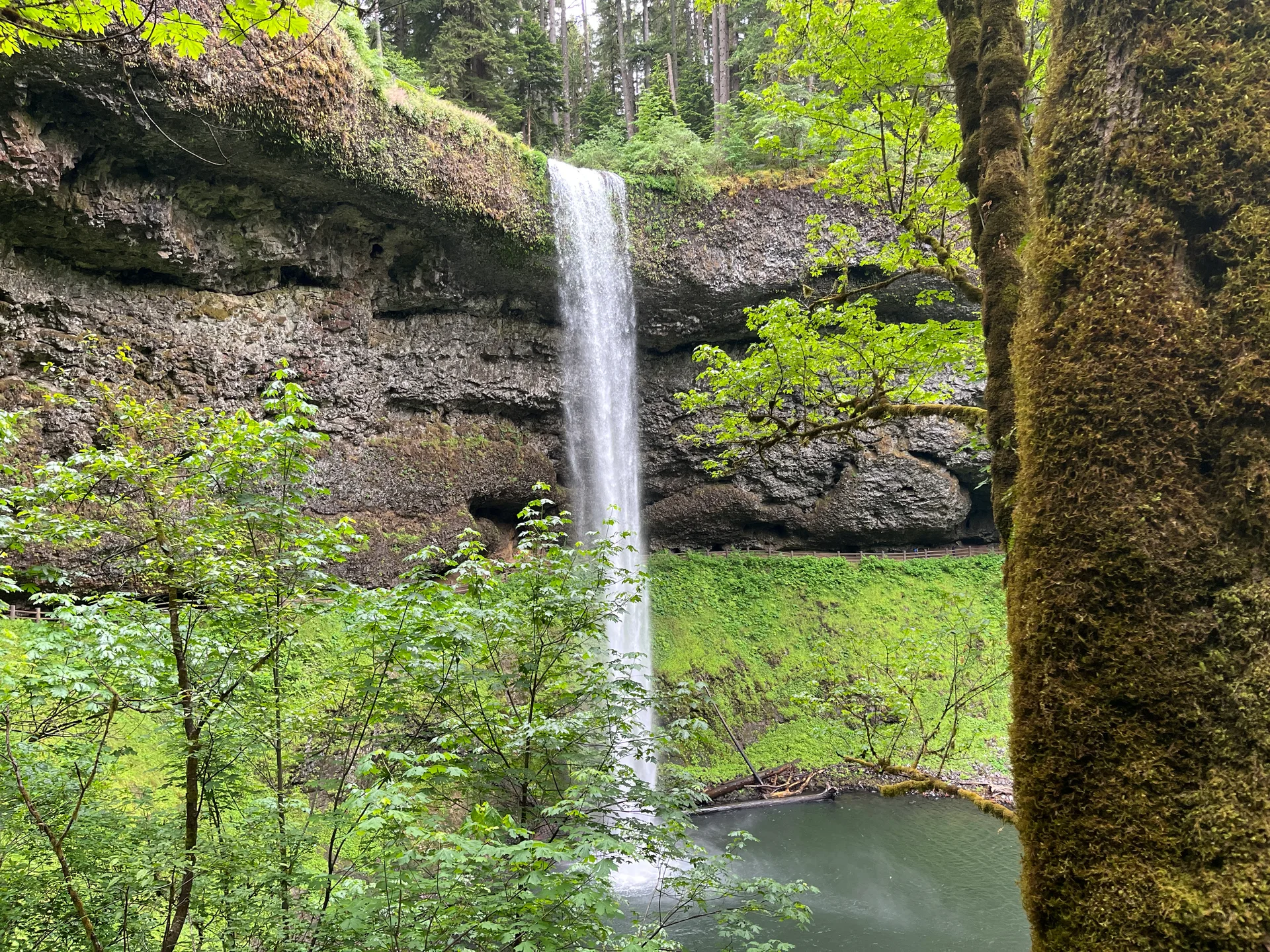 Waterfall cascading over a mossy rock cliff in a lush green Pacific Northwest forest