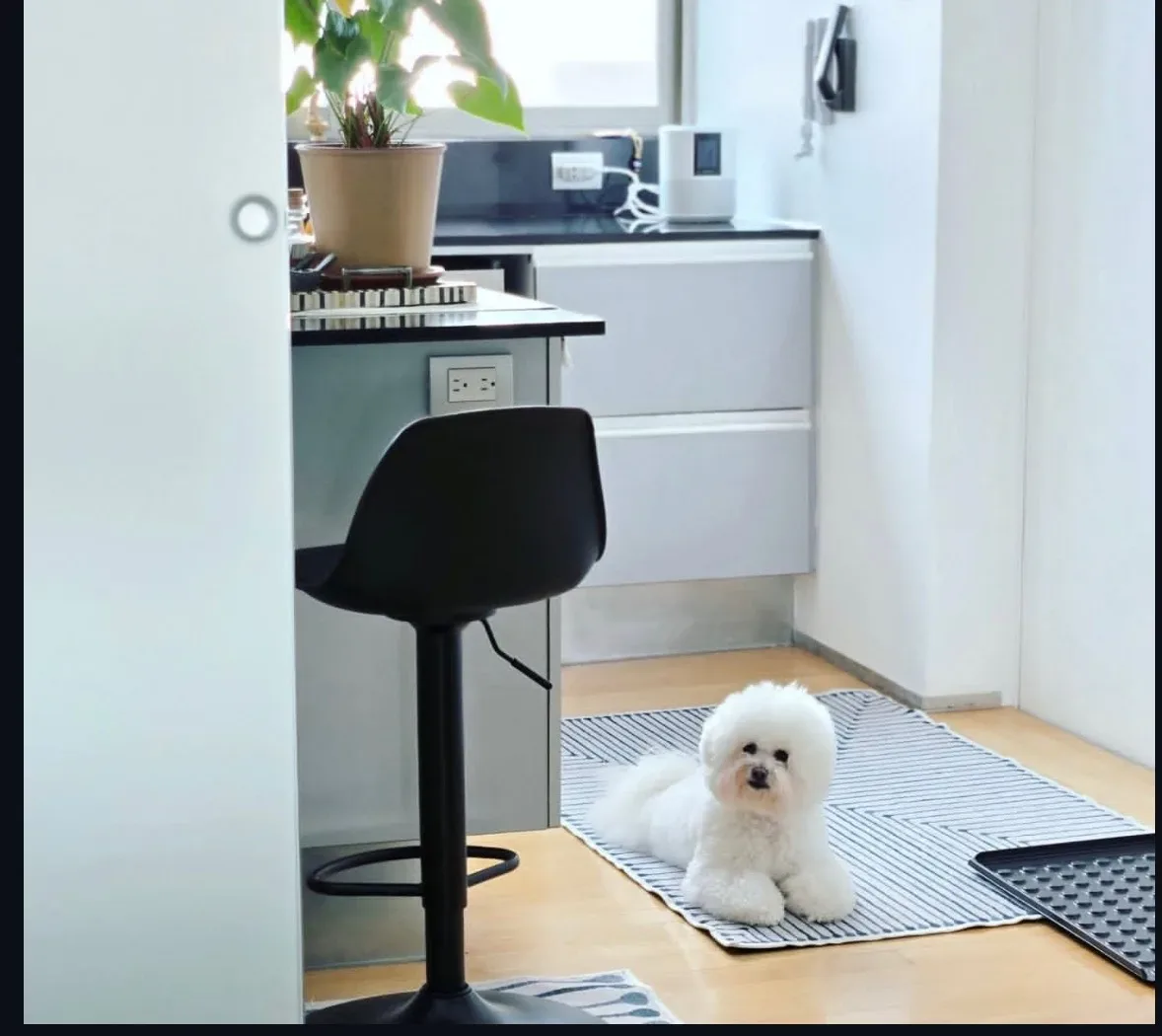 A dog relaxing on the kitchen floor of the new Sammamish home, adding a warm personal touch to the story of Eduardo and Patti's relocation from abroad