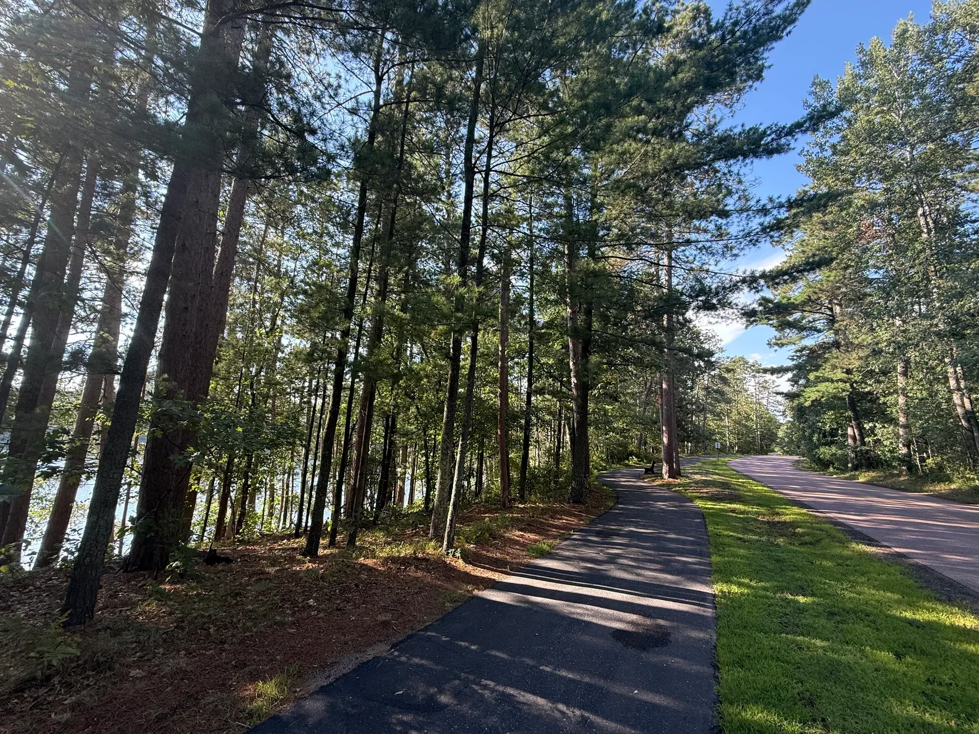 Scenic paved pathway winding through a forest of tall pines and birch trees near a lake