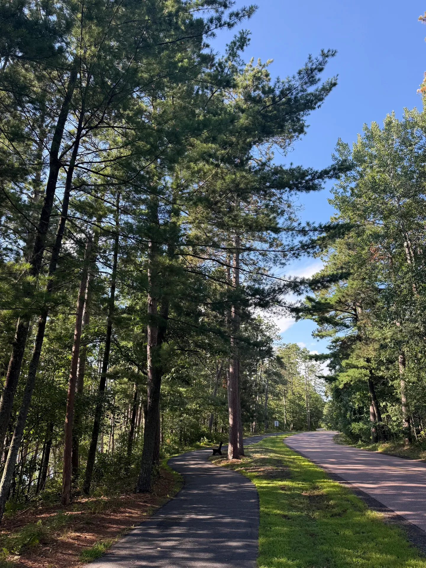 Paved trail stretching through a tunnel of lush green trees