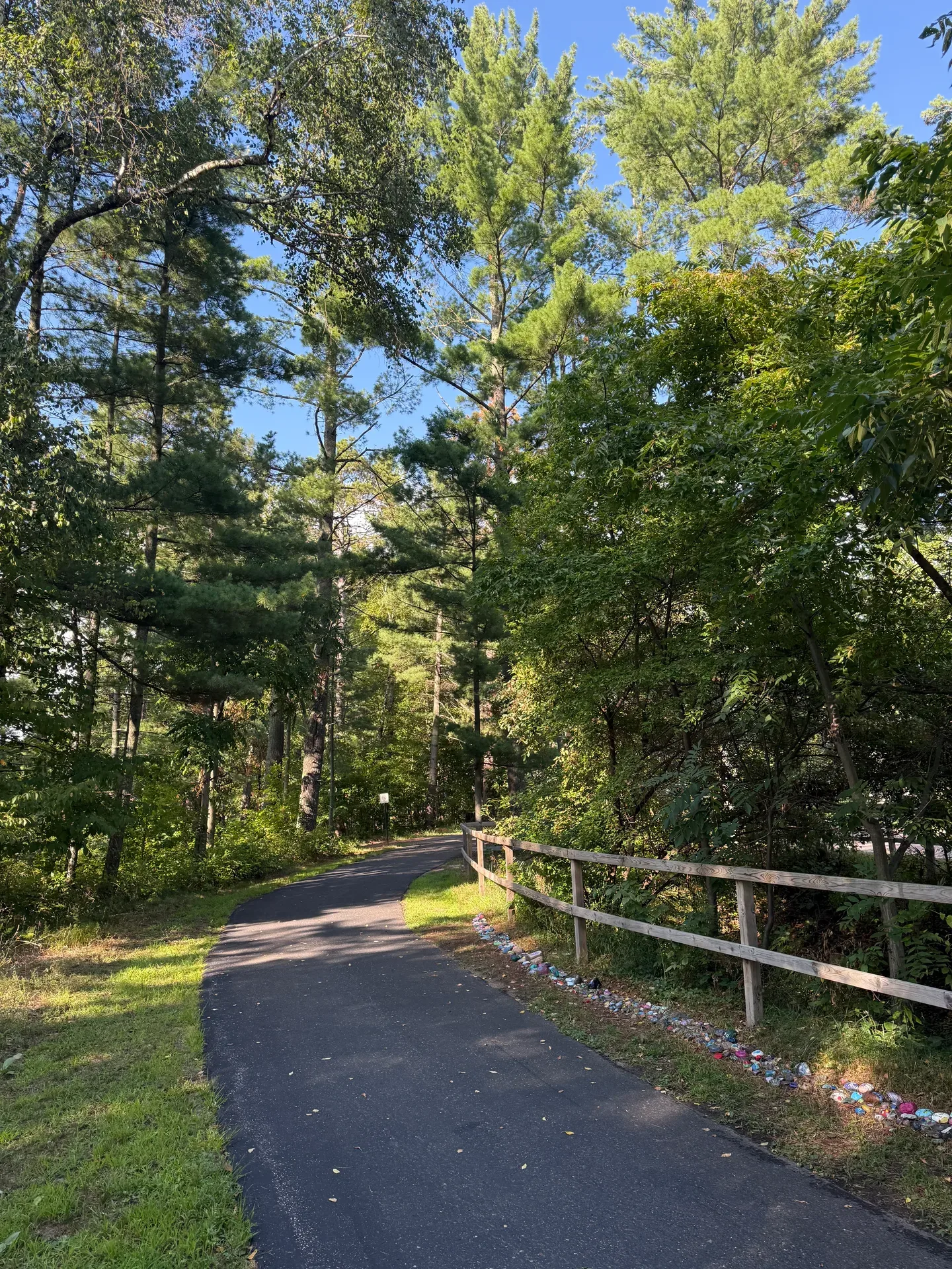 Paved walking path lined with birch and pine trees in a wooded setting