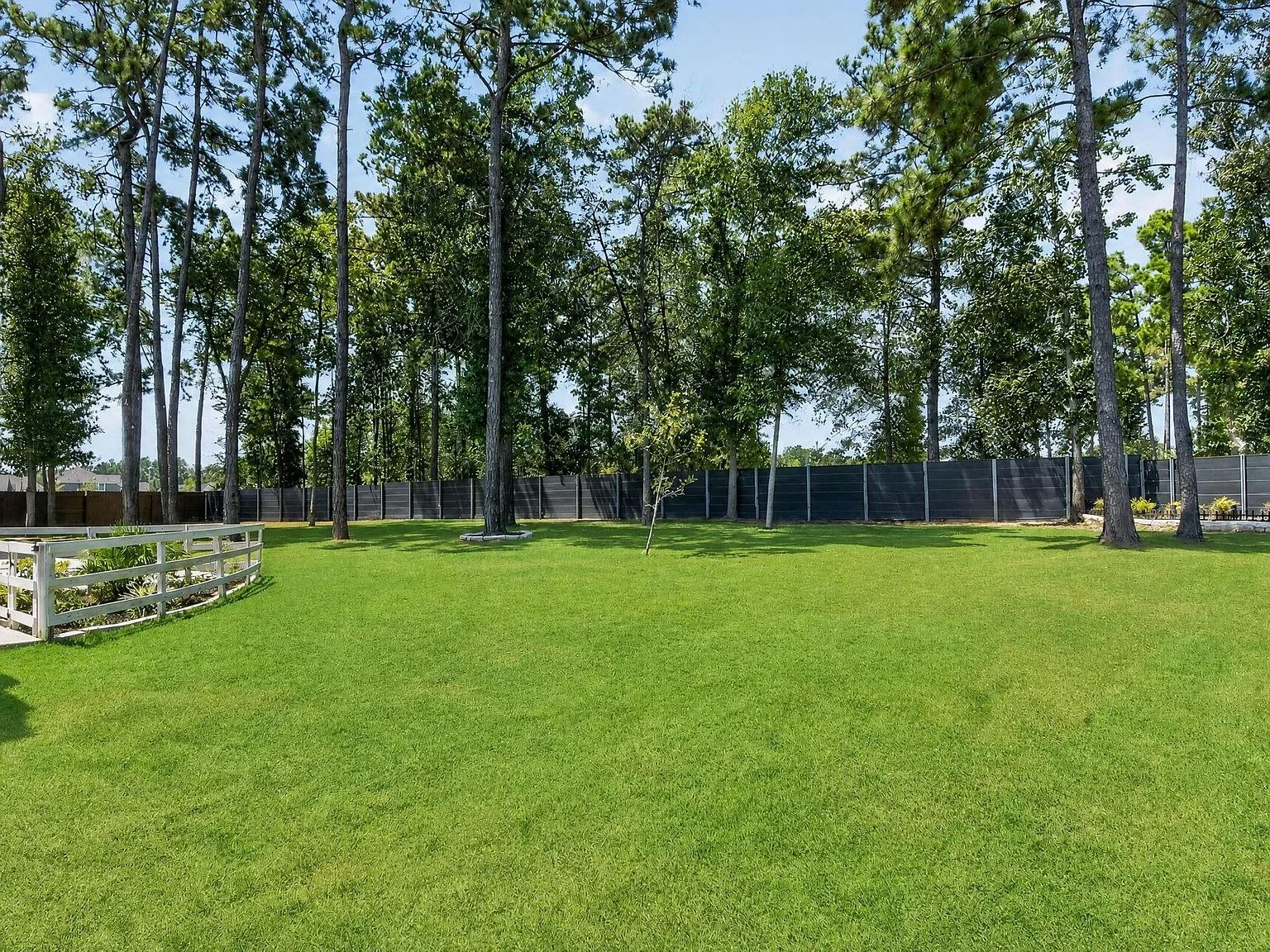 Wide view of the large grassy backyard with mature pine trees and privacy fencing