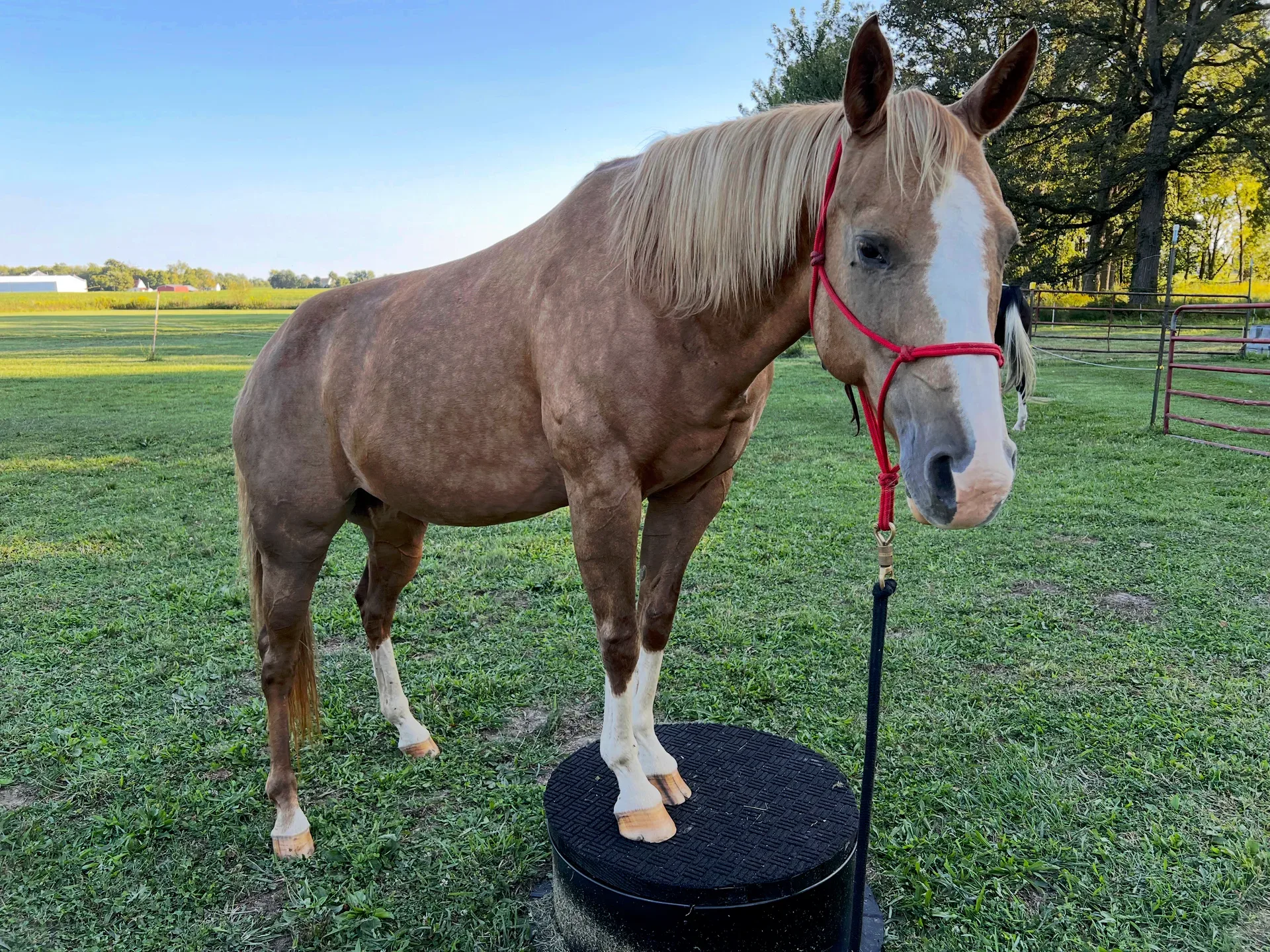 Fabulous palomino Quarter horse on a pasture platform that Susan has been training for Liberty work