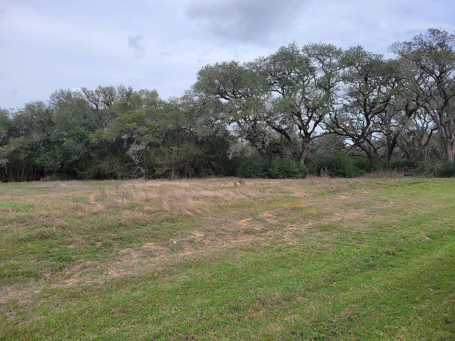 Mature oak trees along the rear of the homesite