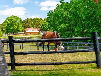 Horse in a pasture beside a fence, a nod to the equestrian amenities near Portofino, Clayton NC