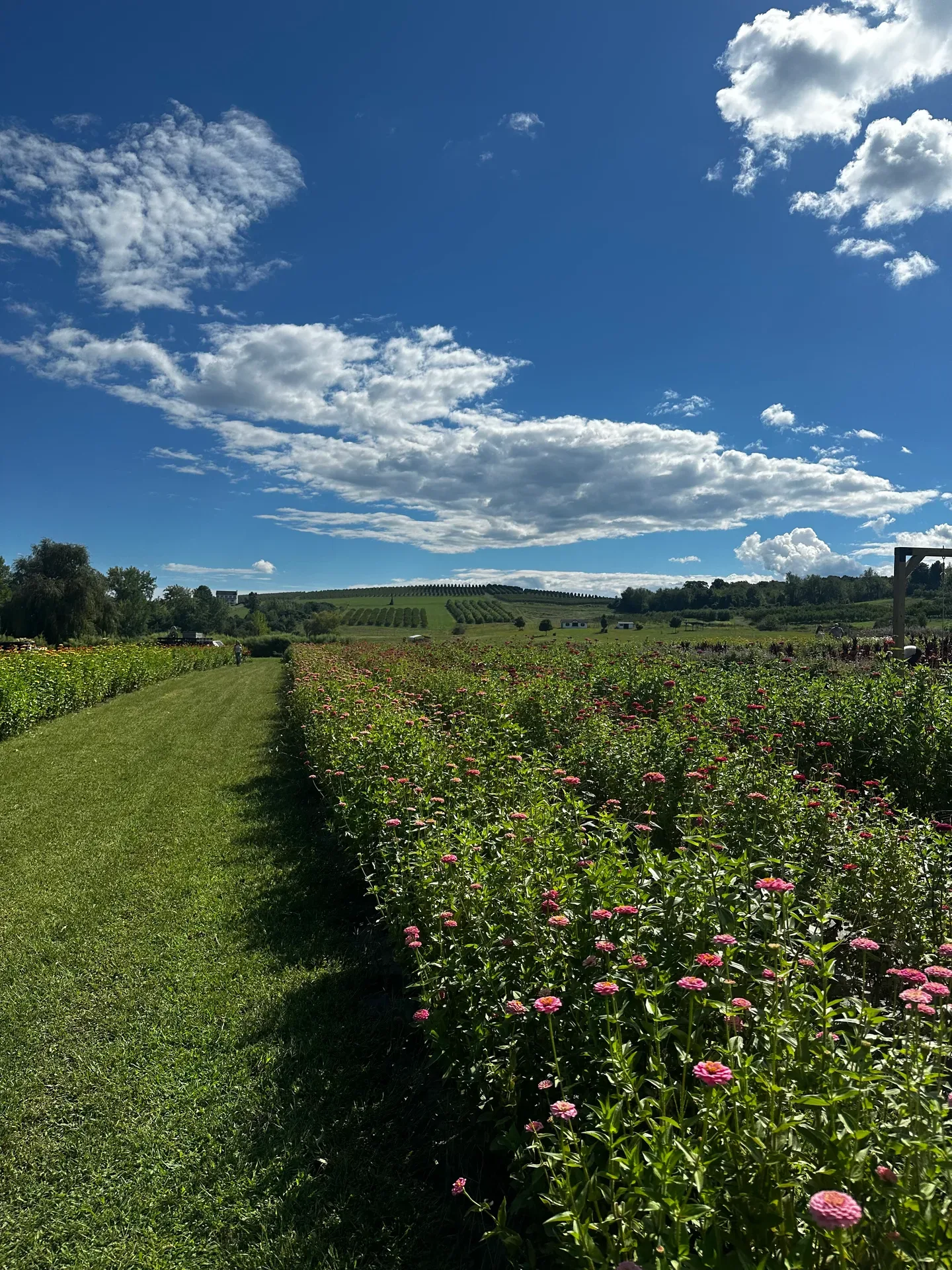 A pathway winding through the flower fields at Hudson Wildflower Co.