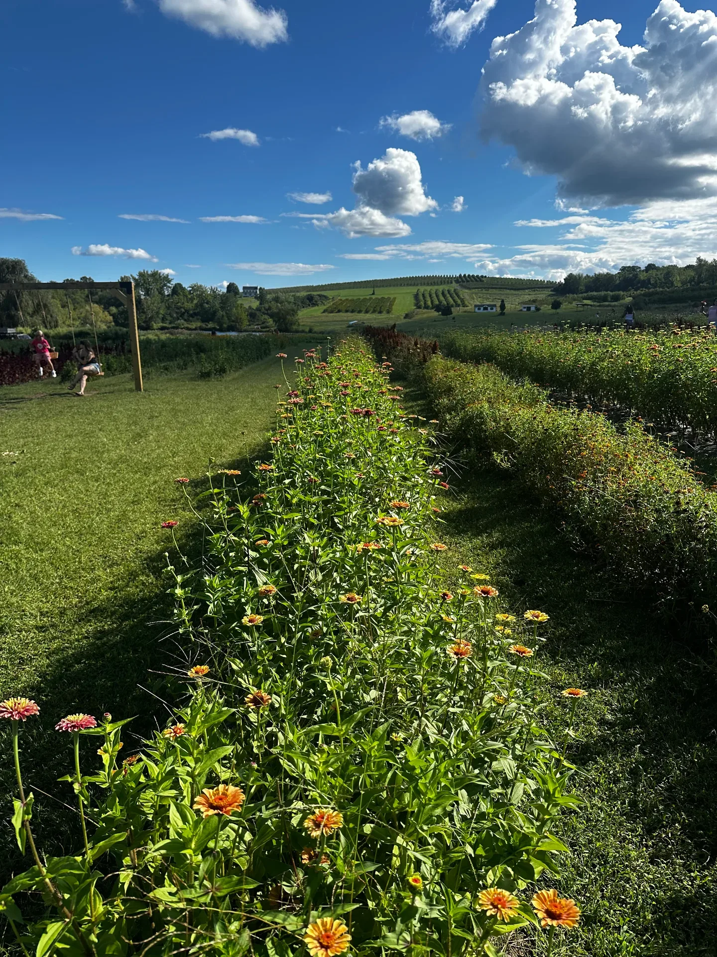 A flower garden field in full bloom