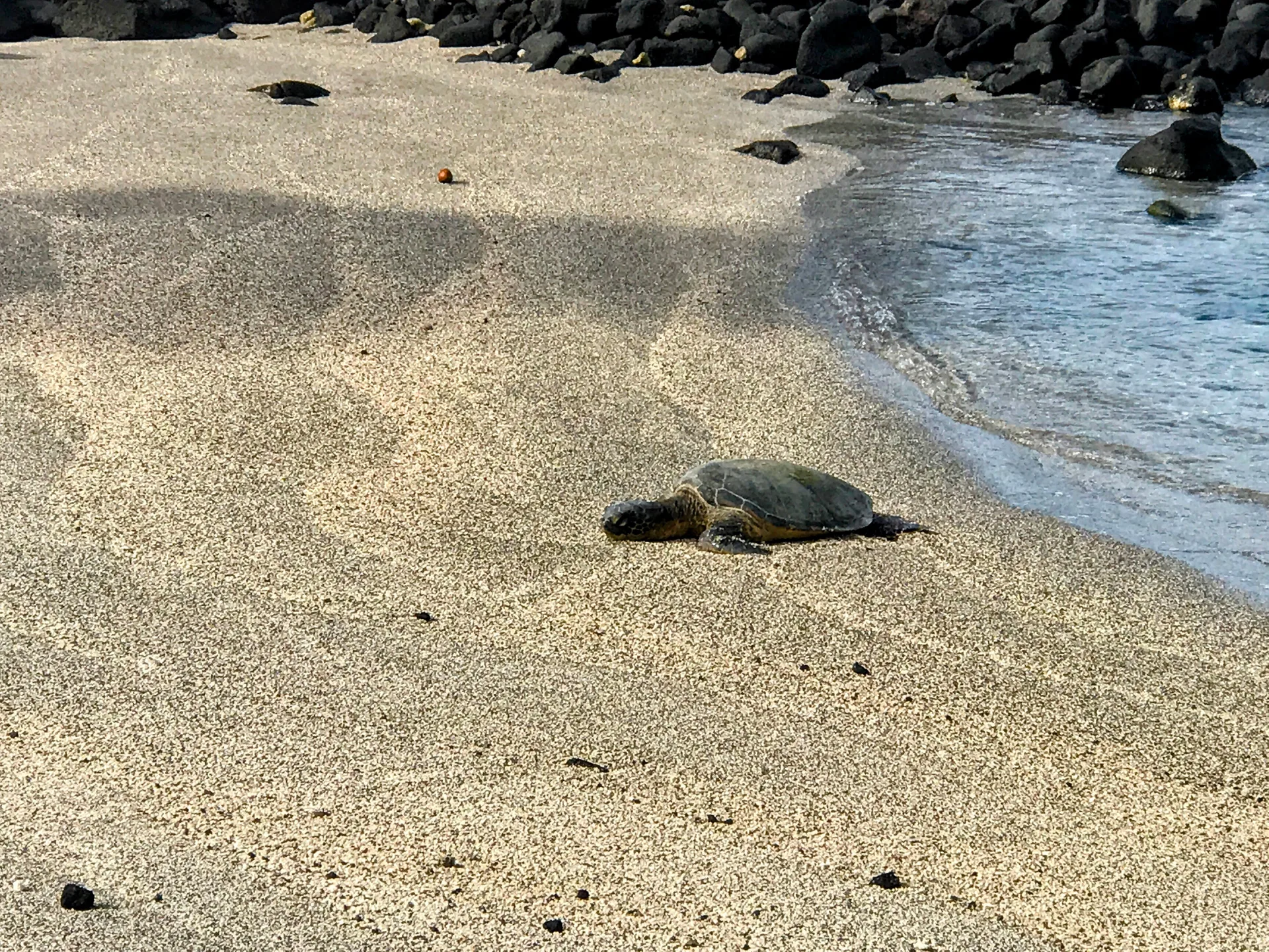 A sea turtle resting on the sand near black volcanic rocks at the water’s edge