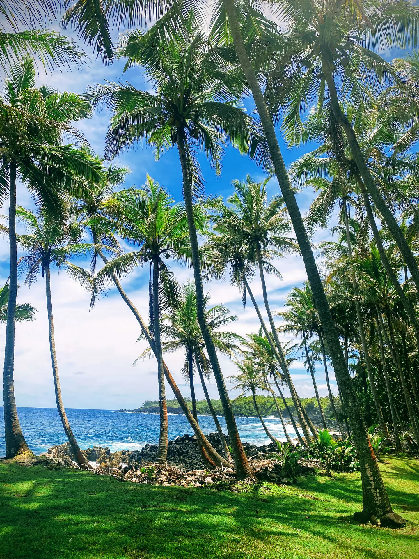 Palm trees lining the shoreline along the Opihikao coastline in Puna