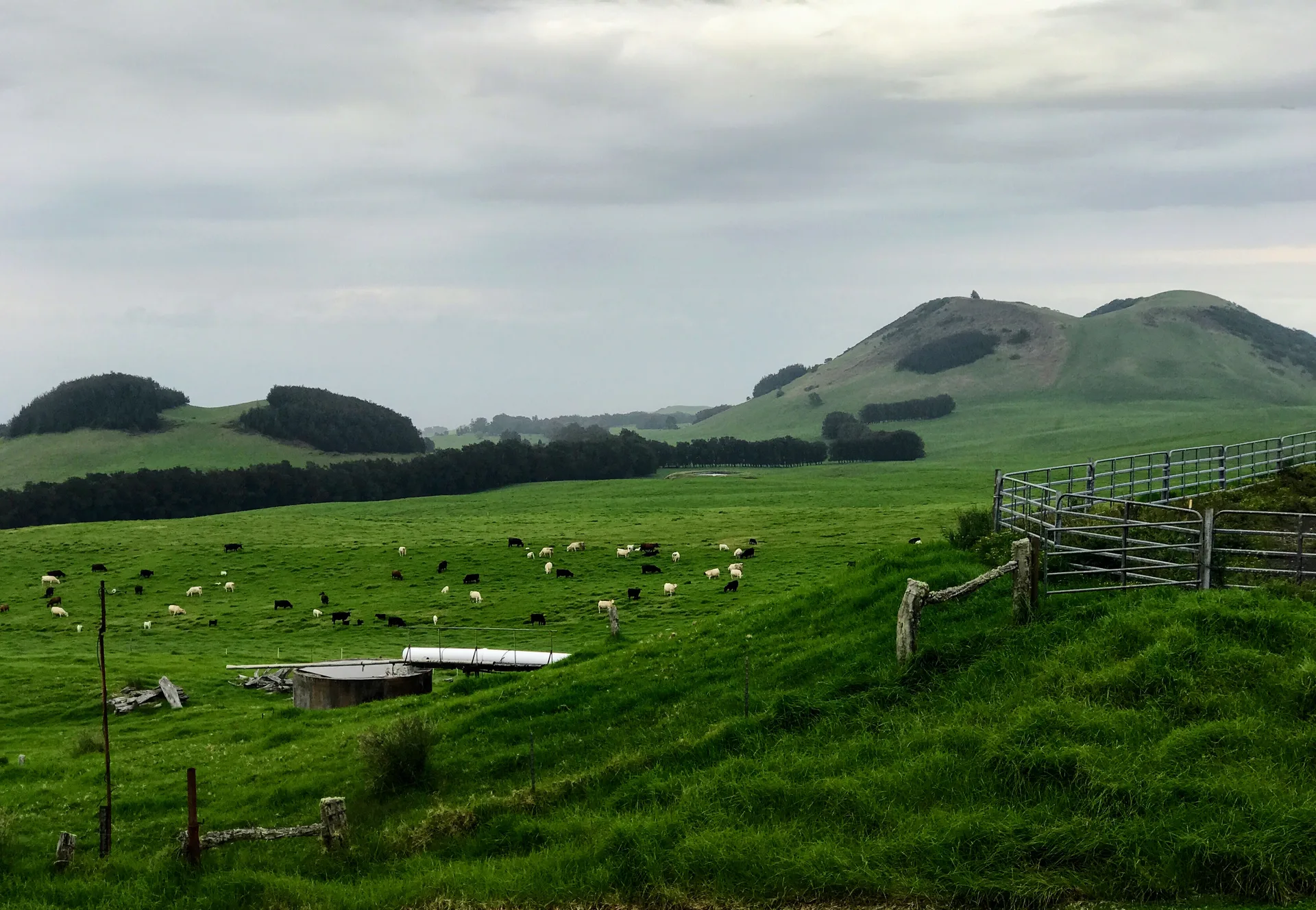 Rolling green pasture with a herd of cattle behind fencing, under a soft overcast sky