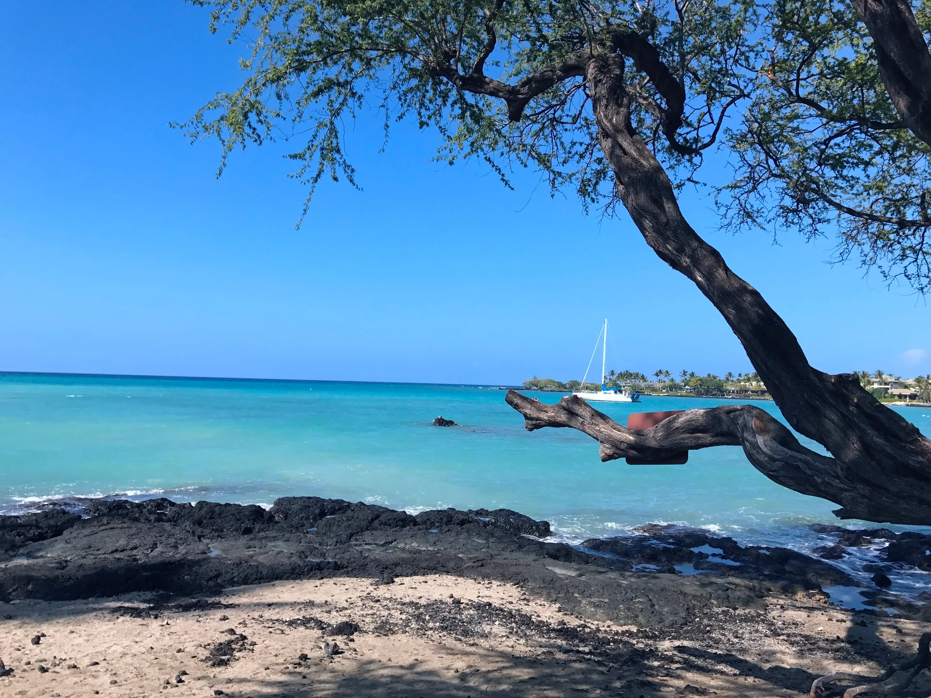 Black volcanic rock shoreline with turquoise water and a twisted tree framing the view