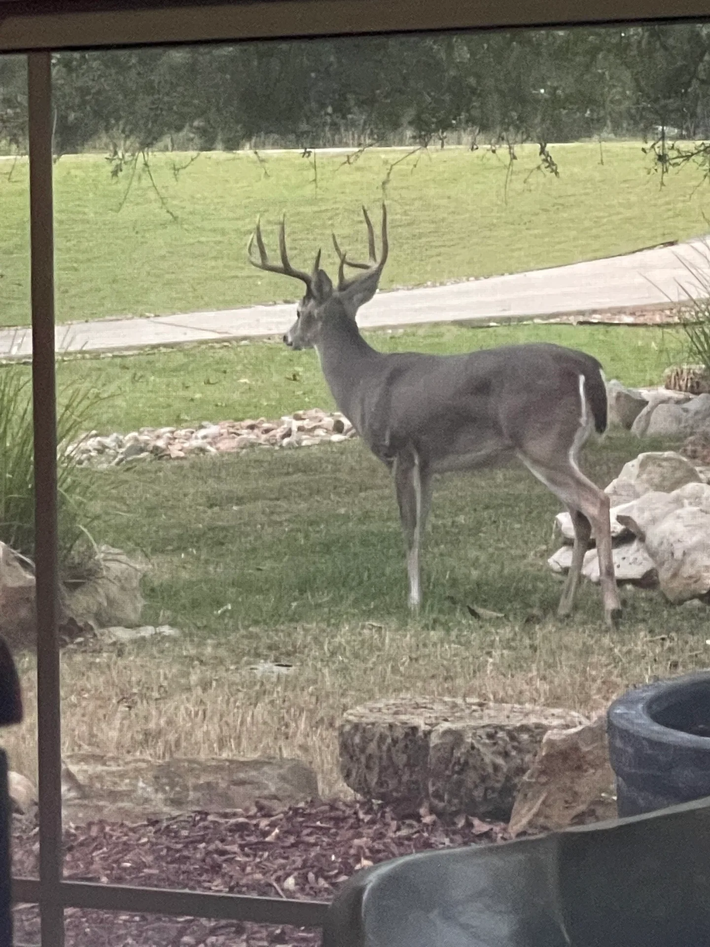 A large whitetail deer standing on a residential lawn in River Crossing with a curved driveway behind