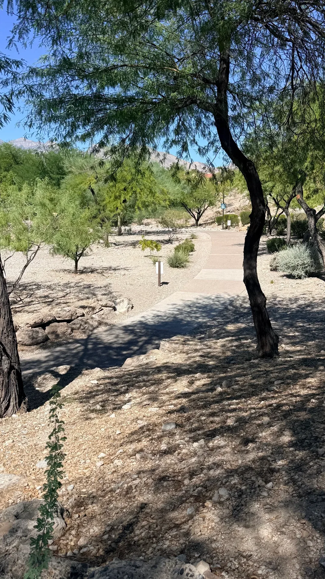 Summerlin's Best Parks and Trails for Summer Adventures
