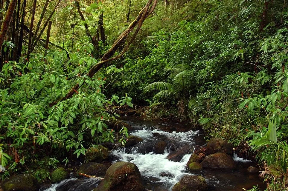 A forest stream flowing over mossy stones, lined by ferns and mature trees in dense rainforest