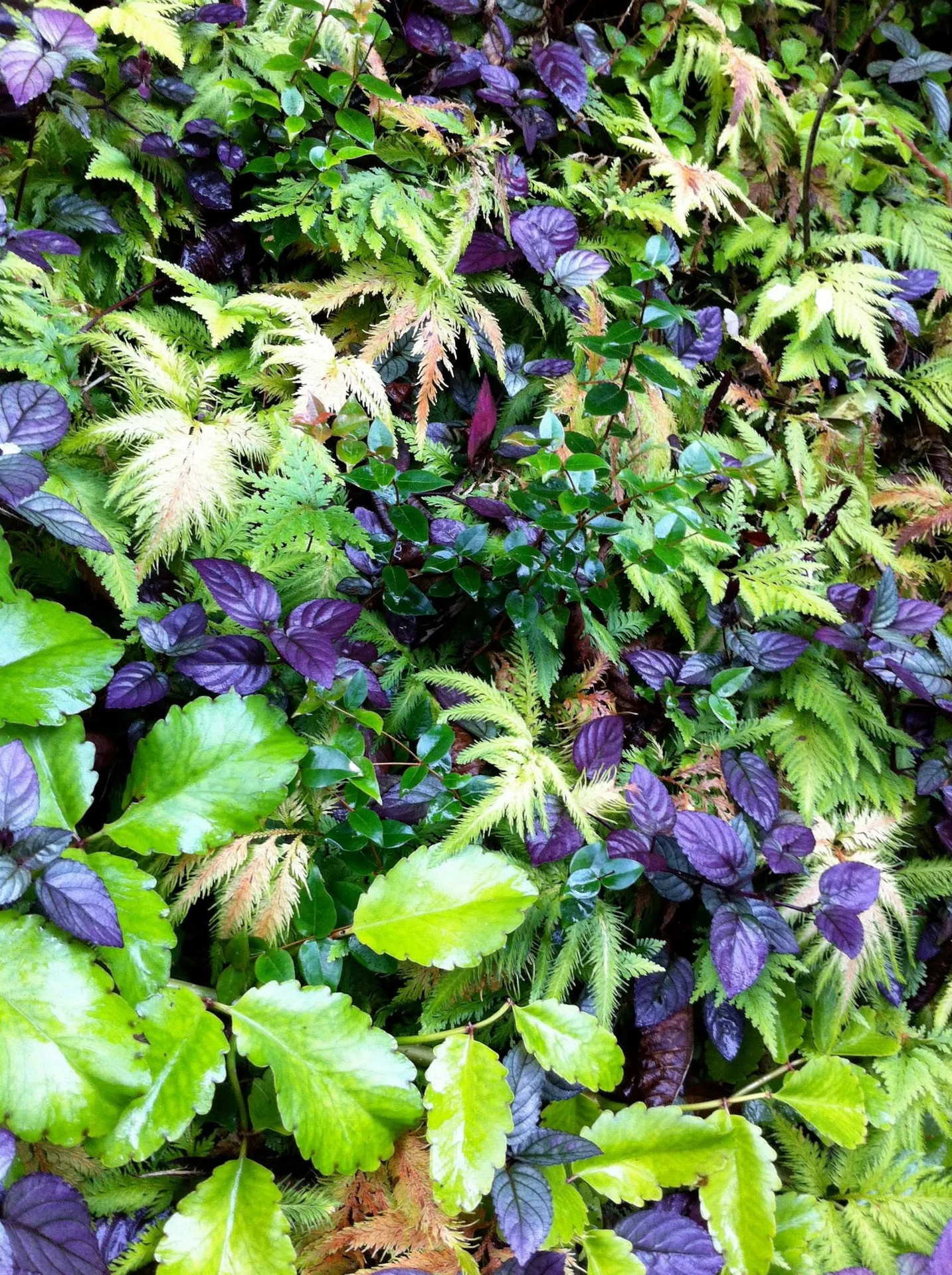Dense garden foliage with purple and green leaves under soft, diffused daylight